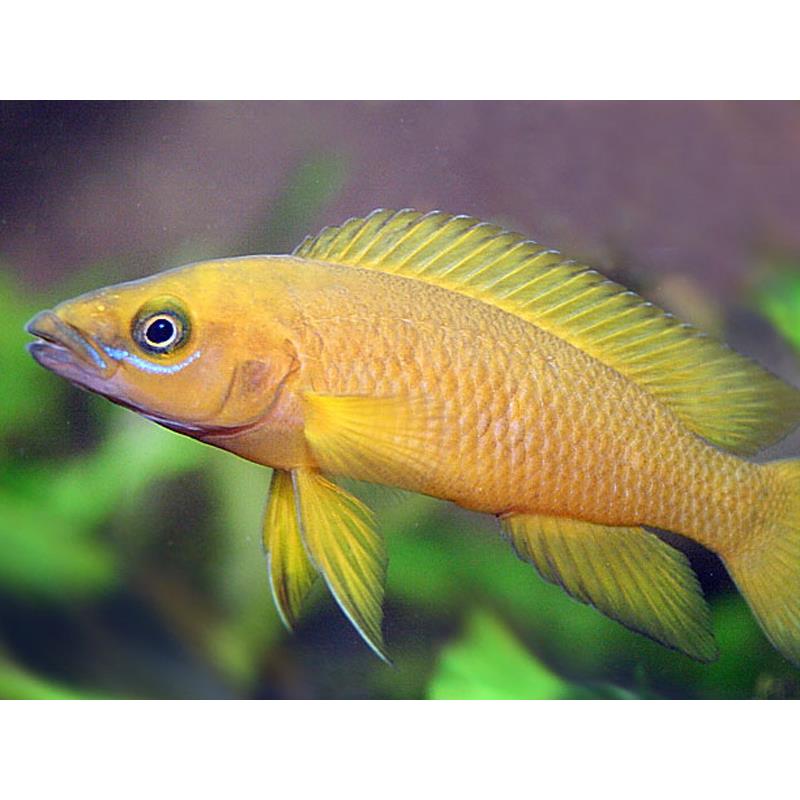 Lamprologus leleupi - lilac - imagine 5